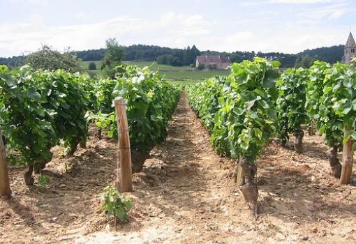 Una bella imagen de los Viñedos en Borgoña